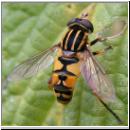 Helophilus pendulus - Gemeine Sumpfschwebfliege 08.jpg